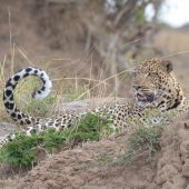  The Serengeti, TZ